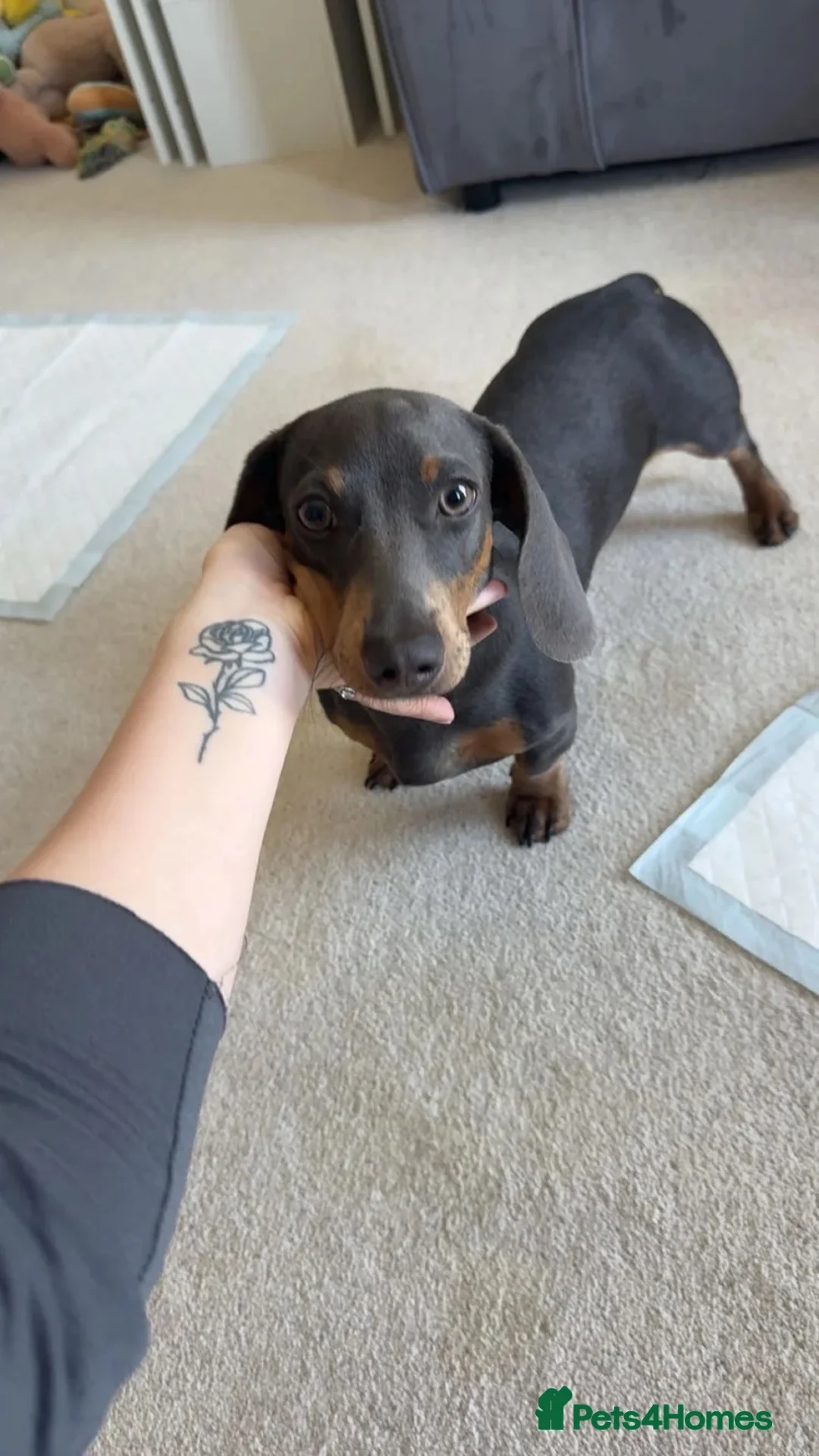 Miniature Dachshund dogs for sale: Milo  - Advert 1