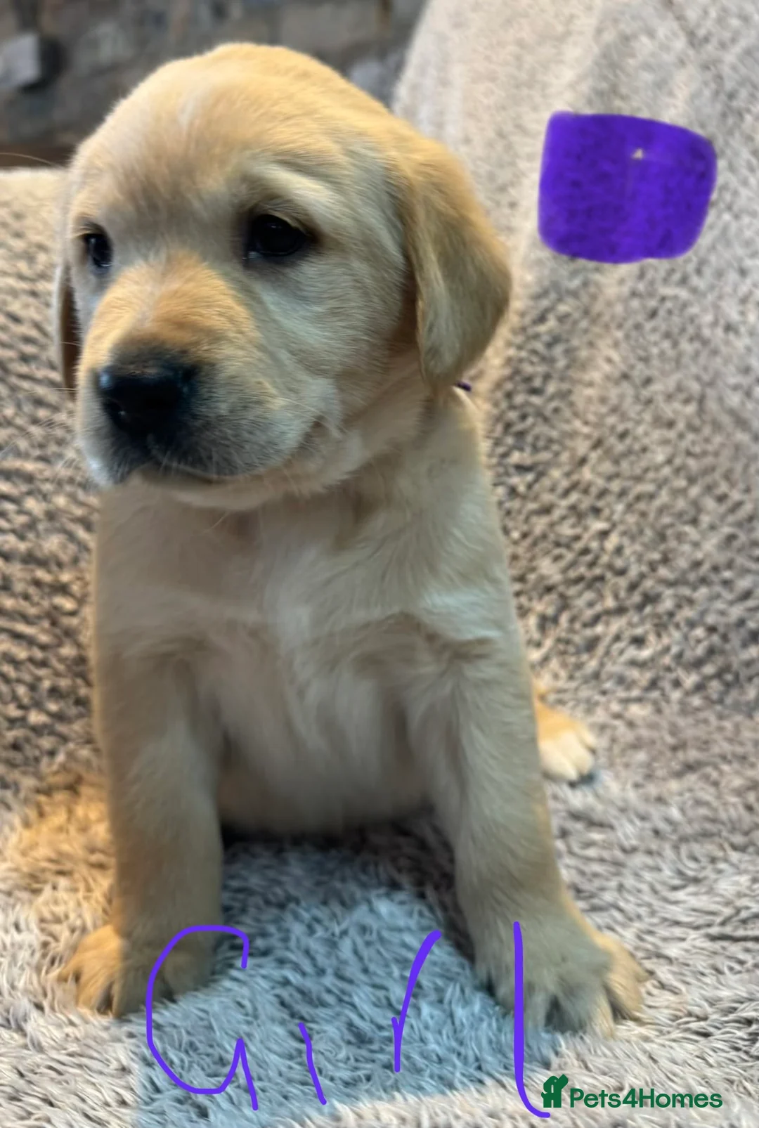 Goldador dogs for sale: Goldador pups - Advert 1