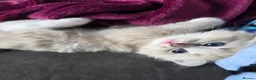 Ragdoll cats for sale: Ragdoll kittens in Perth - Advert 9