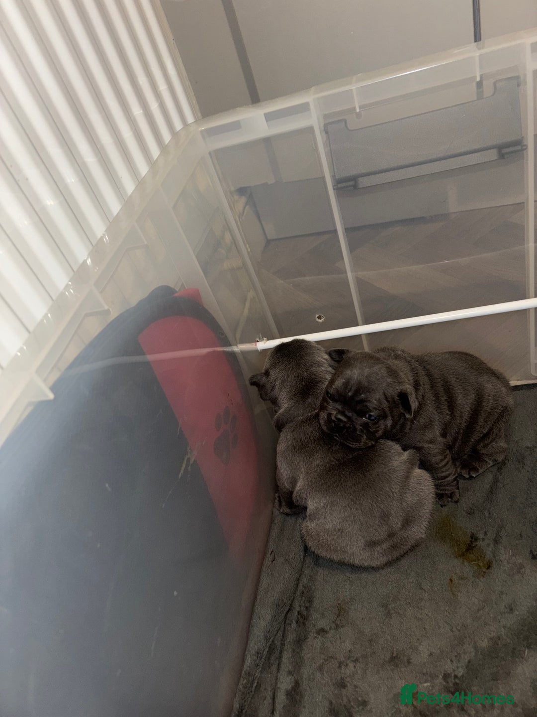 French Bulldog dogs for sale: Mini bulls - Advert 4