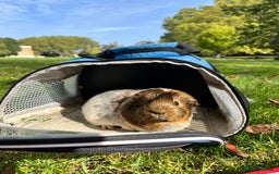 Guinea Pig rodents for sale: 1 Female Guinea Pig - Image 2