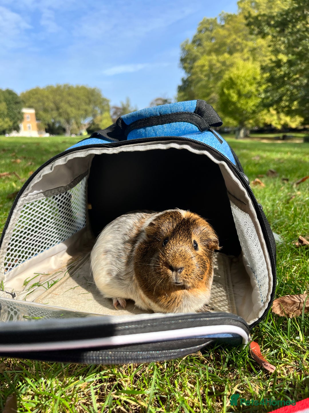 Guinea Pig rodents for sale: 1 Female Guinea Pig - Image 2