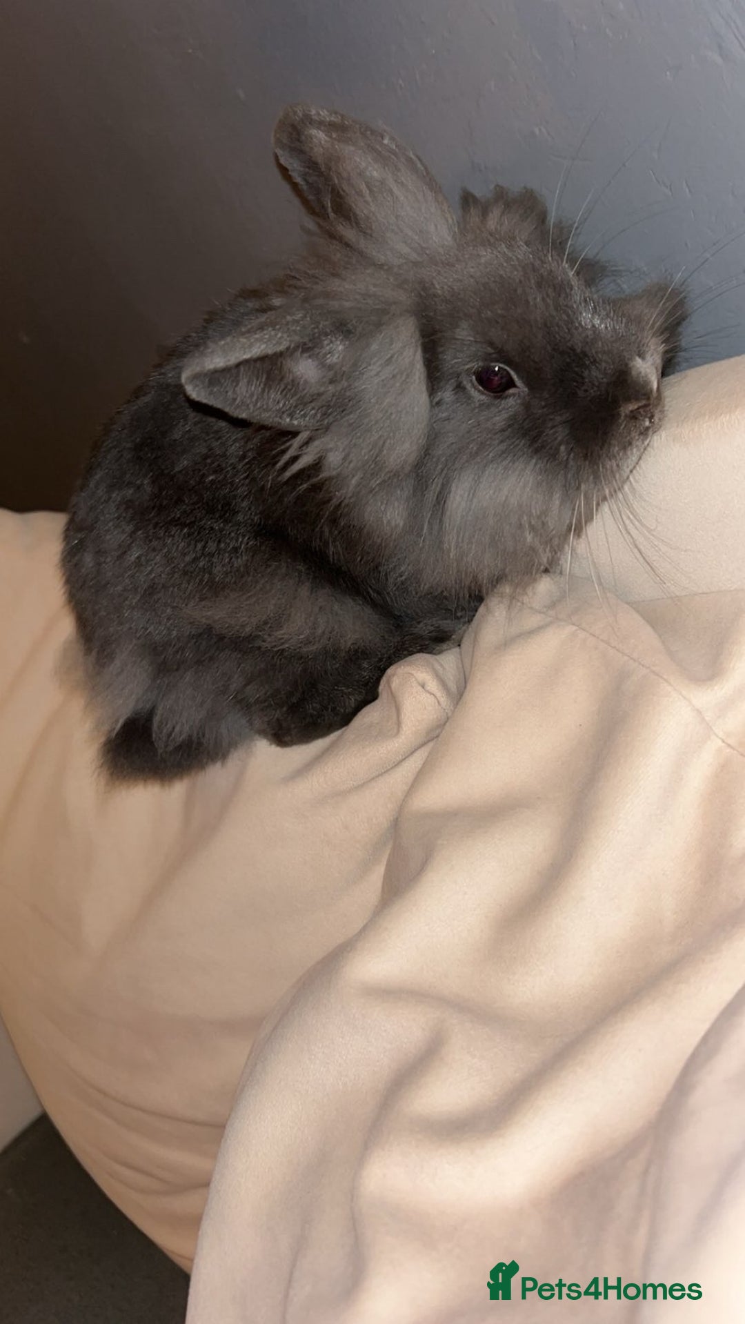 English rabbits for sale: grey fluffy baby rabbit - Advert 4