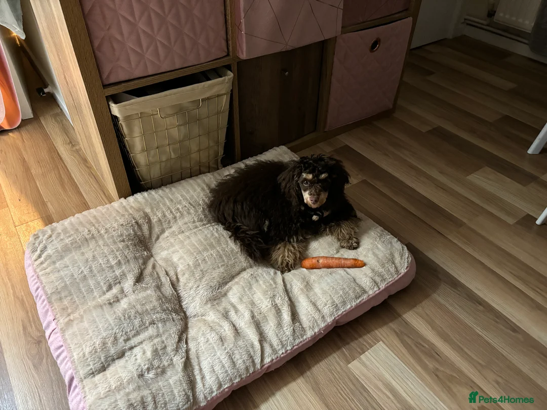 Toy Poodle dogs for sale:  Toy Poodles True To Size  - Advert 6