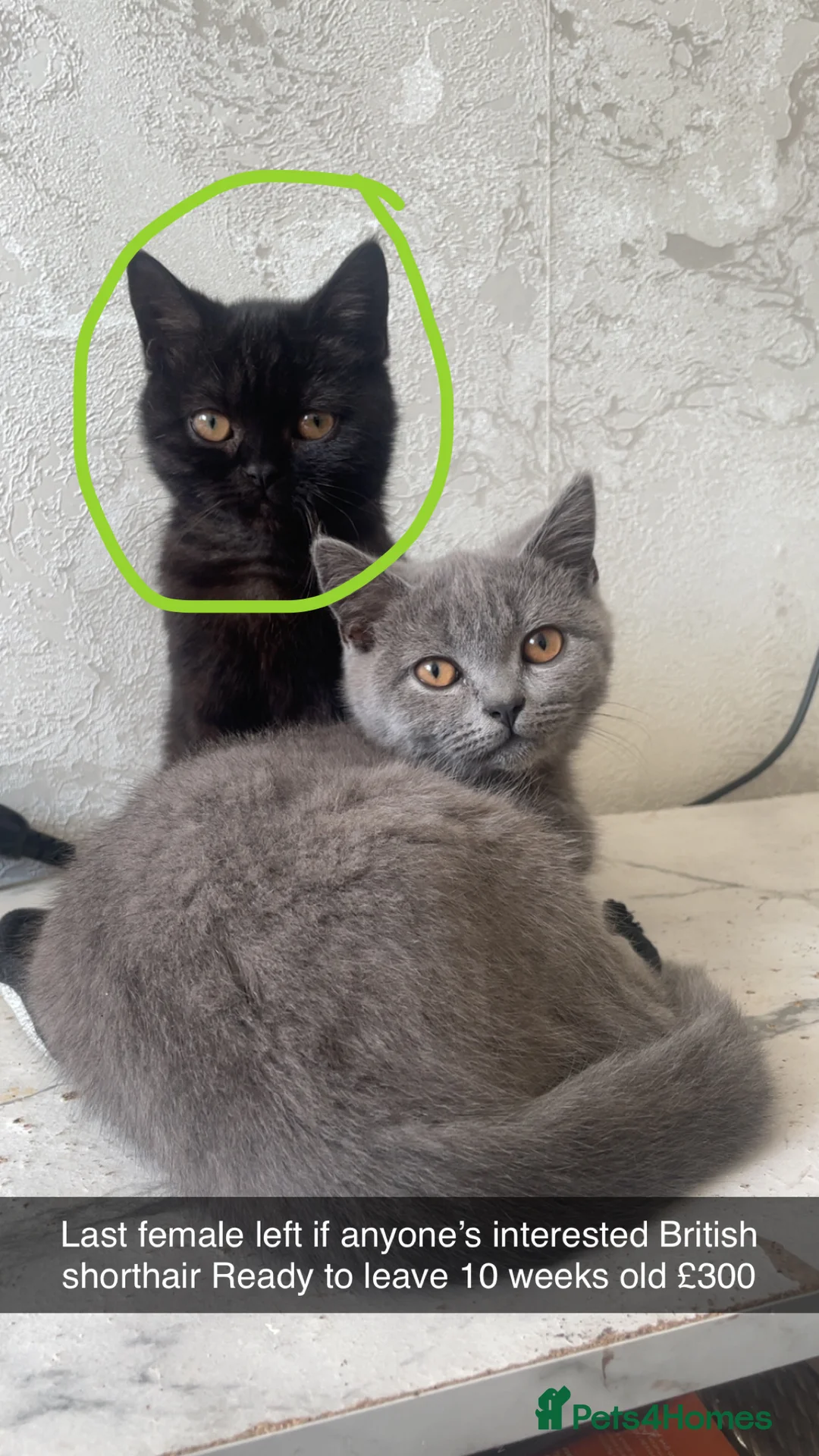 British Shorthair cats for sale: Beautiful kitten left  - Advert 2