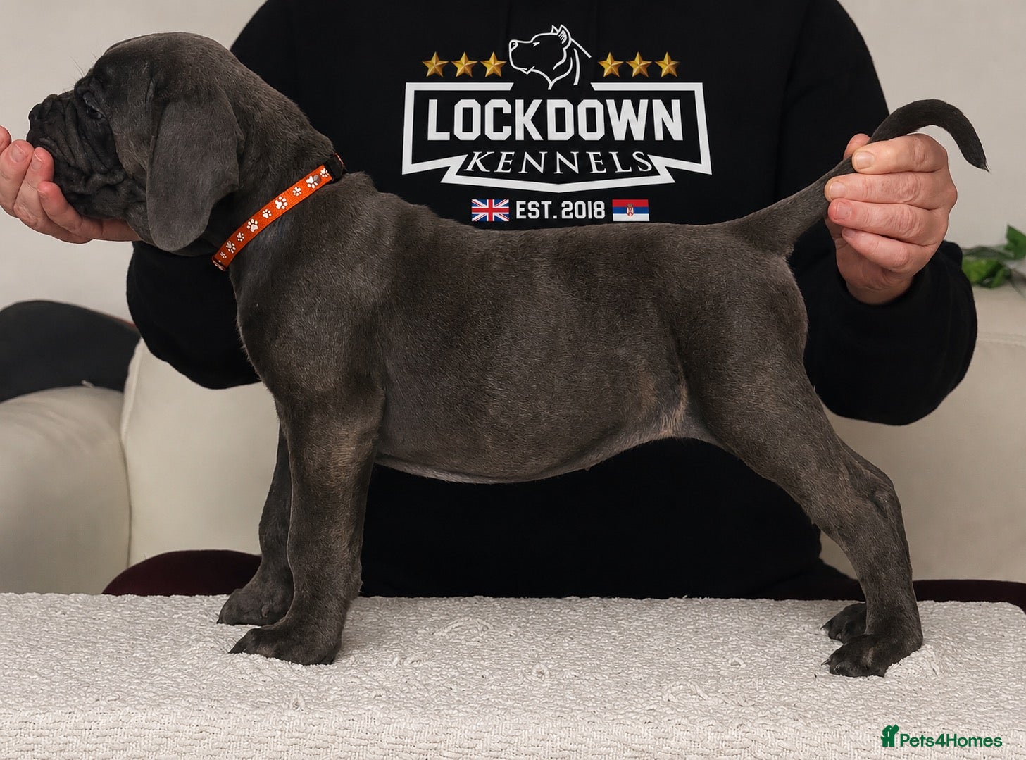 Cane Corso dogs Lockdown Kennels UK Puppies- 2 females remaining - Advert 2