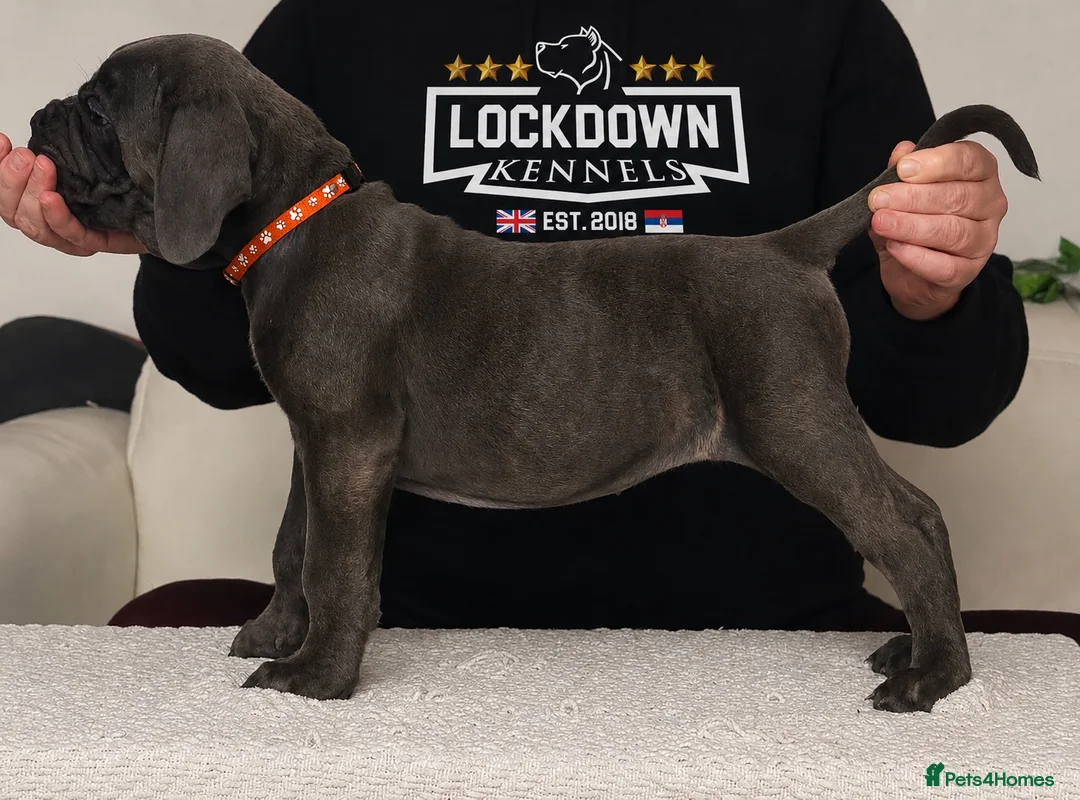 Cane Corso dogs for sale: Ready next week‼️ 2 Exceptional girls  - Advert 2