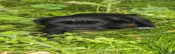 Cocker Spaniel dogs for sale: Working cocker spaniel pups 1 black girl - Advert 6