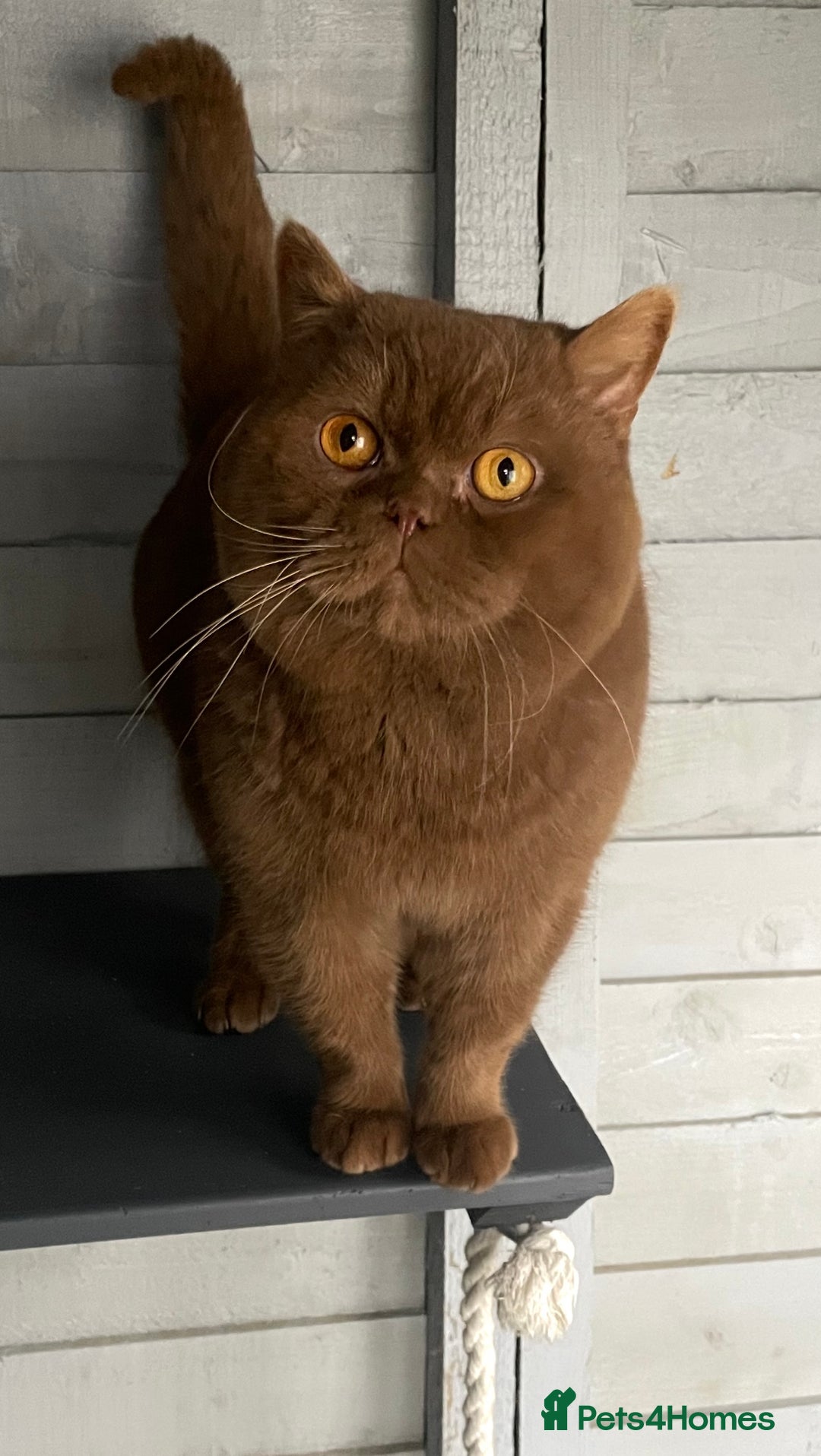 British Shorthair cats for stud: 🔥🐻 GCCF TICA  CINNAMON TEDDY BEAR FOR STUD🔥 in Derby - Advert 8