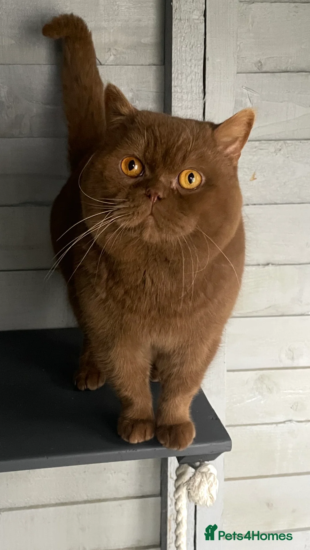 British Shorthair cats for stud: 🔥🐻 GCCF TICA  CINNAMON TEDDY BEAR FOR STUD🔥 in Derby - Advert 8