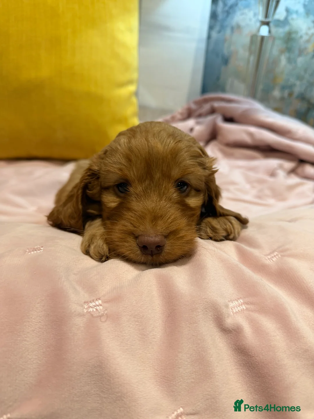 Cockapoo dogs for sale: Cockapoos  - Advert 4