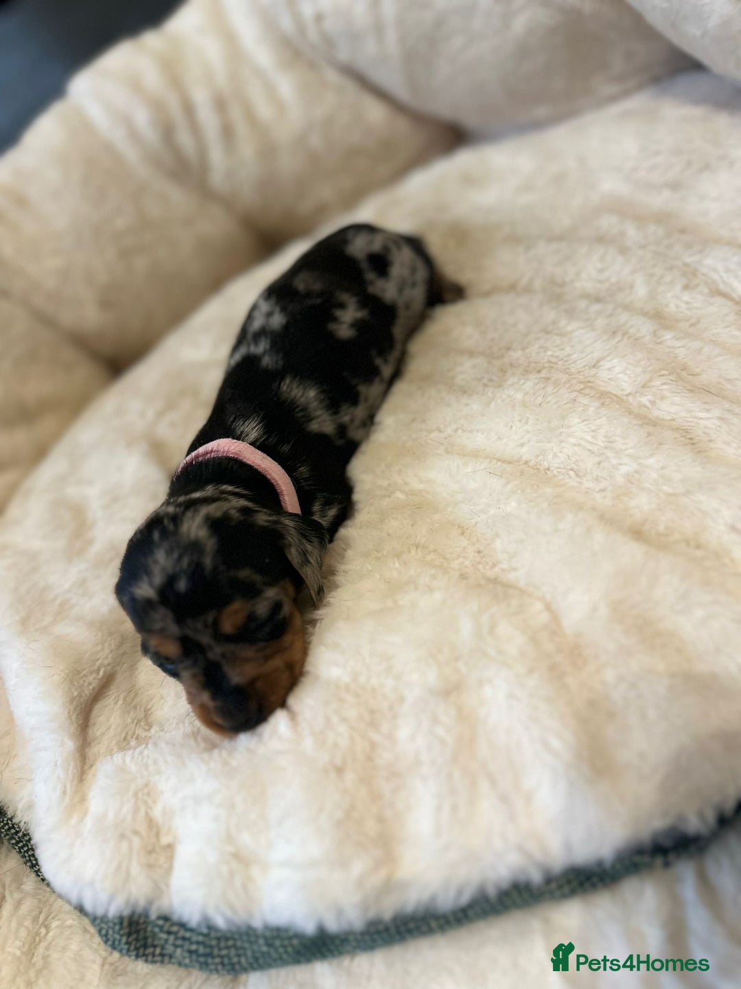 Miniature Dachshund dogs for sale: Miniature Dachshund Puppies - Advert 14