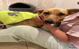Mixed Breed dogs for adoption: 💖🐶 KURKUMA -1.5-year-old girl, medium-sized🐶💖 - Image 4