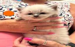 Ragdoll cats for sale: 5 Pure Ragdoll Kittens (7 Weeks Old) in Camborne - Image 8