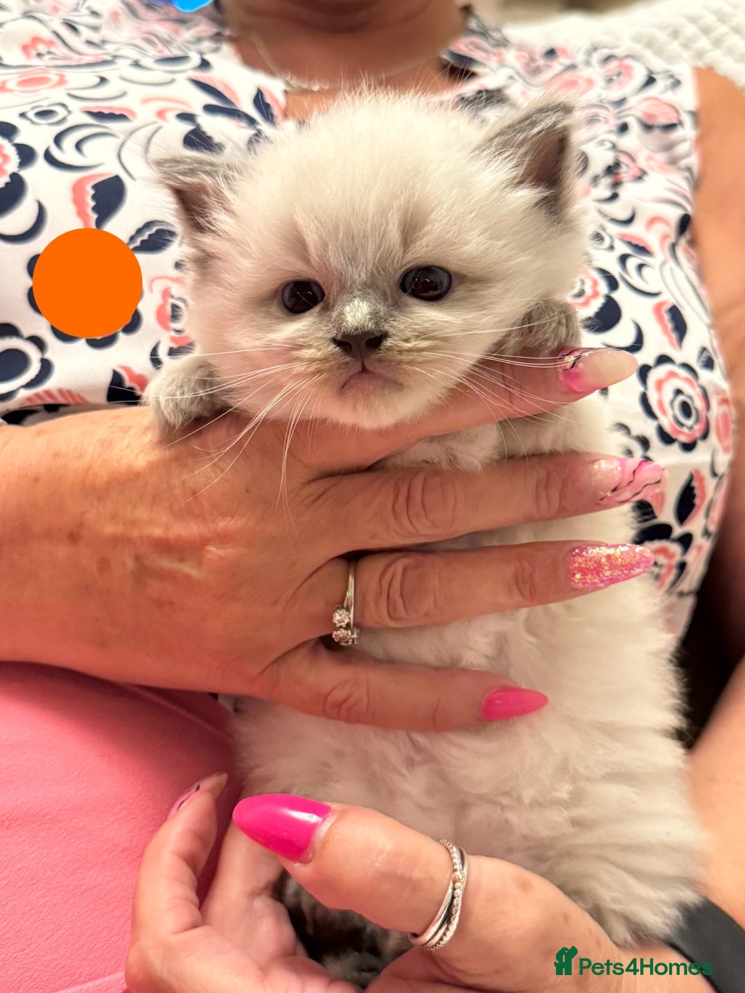 Ragdoll cats for sale: 5 Pure Ragdoll Kittens (7 Weeks Old) in Camborne - Image 8