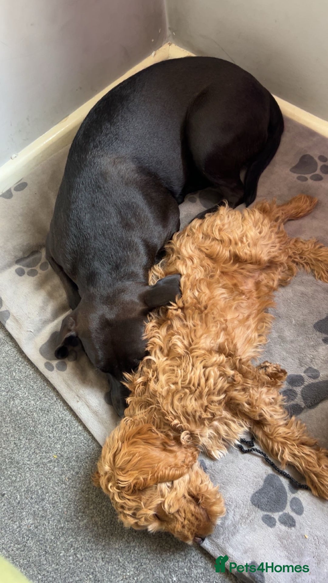 Cockapoo dogs for sale: 5 month Cockapoo puppy  - Image 5