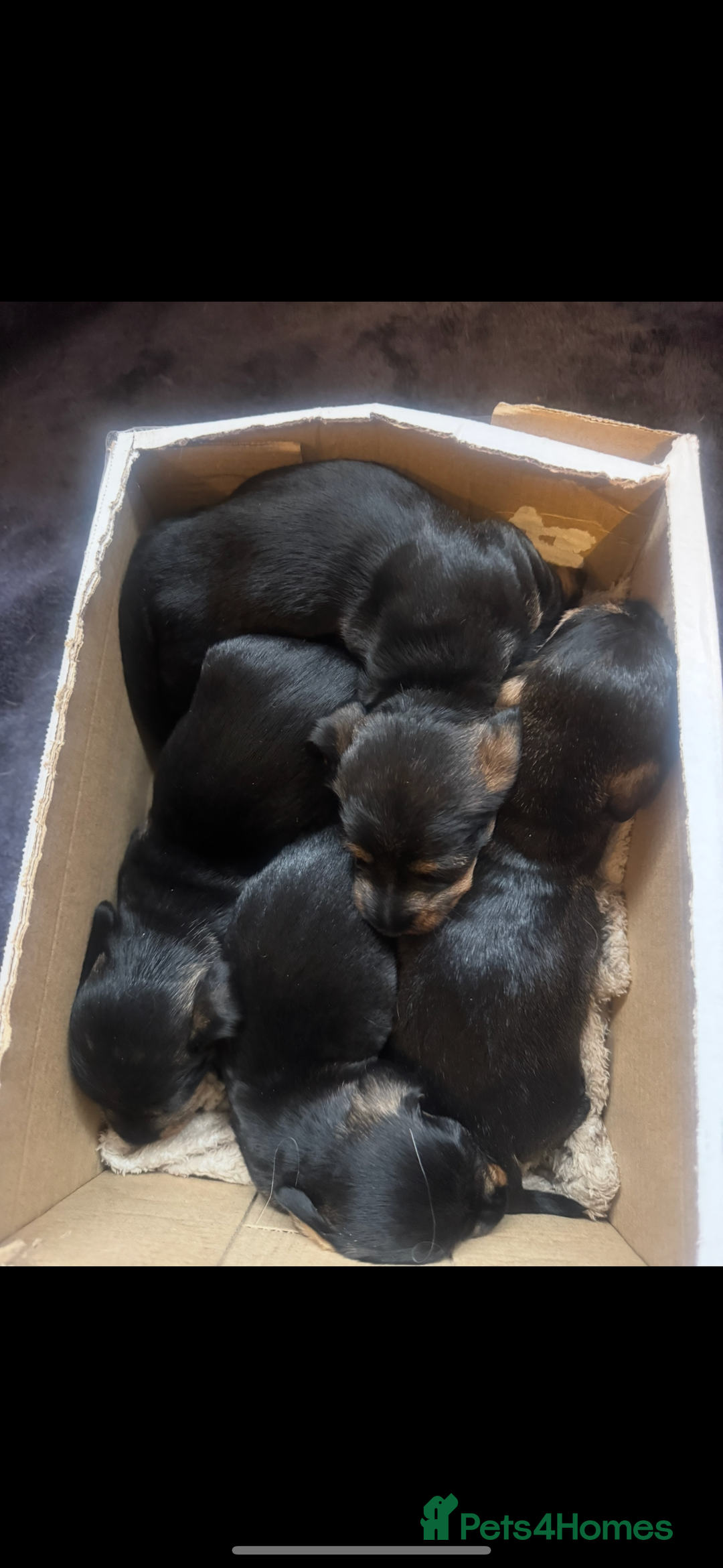 Dachshund dogs for sale: Wire haired dachshund  - Image 4