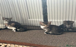 Domestic Shorthair cats for sale: 4 little Cats.  - Image 16