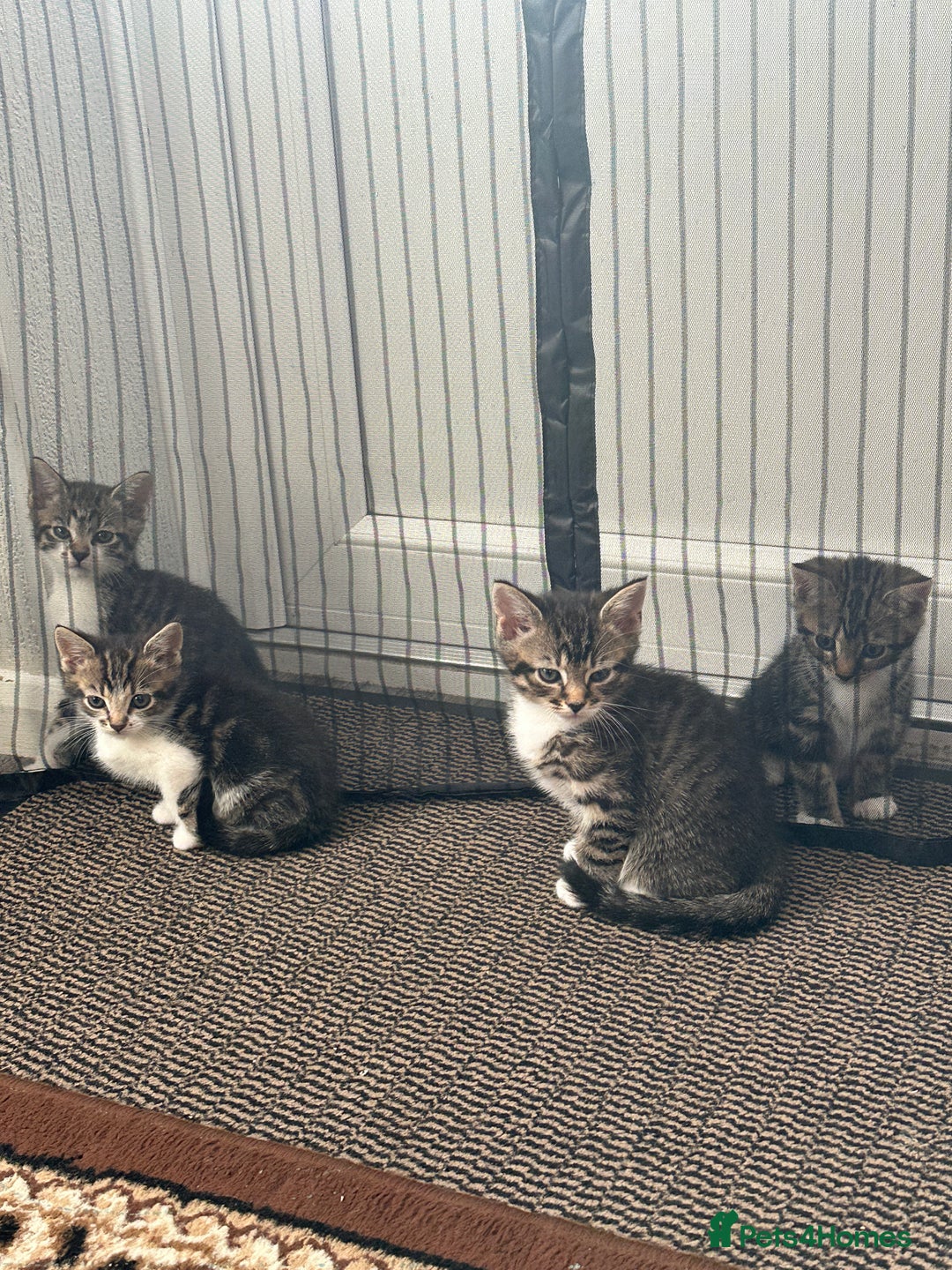 Domestic Shorthair cats for sale: 4 little Cats.  - Image 16