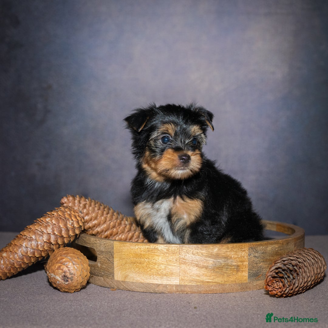 Yorkshire Terrier dogs for sale: Colorful Yorkshire Terrier puppies for sale - Image 9