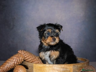 Yorkshire Terrier dogs - Advert 16