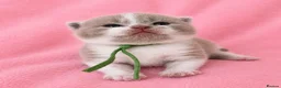 British Shorthair cats for sale: Supreme Champion GCCF British Shorthair kittens - Advert 4