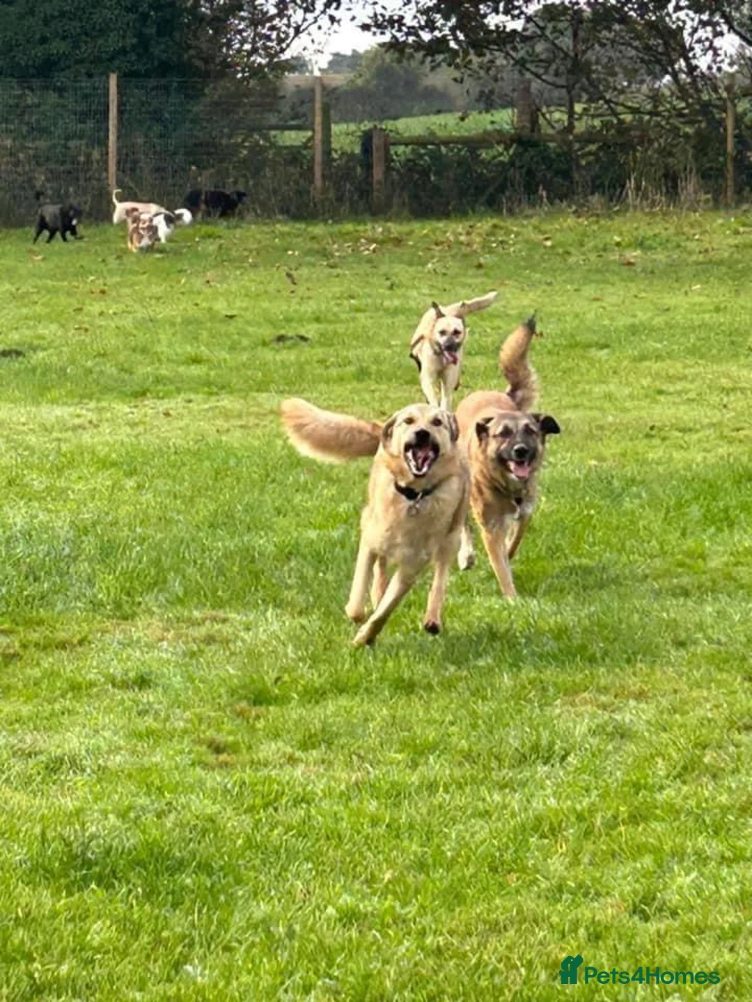 Mixed Breed dogs for adoption: Isodora - Norwich Norfolk  in Norwich - Advert 9