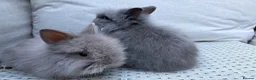 Lionhead rabbits for sale: Fluffy double mane lion head rabbits for sale  - Advert 15