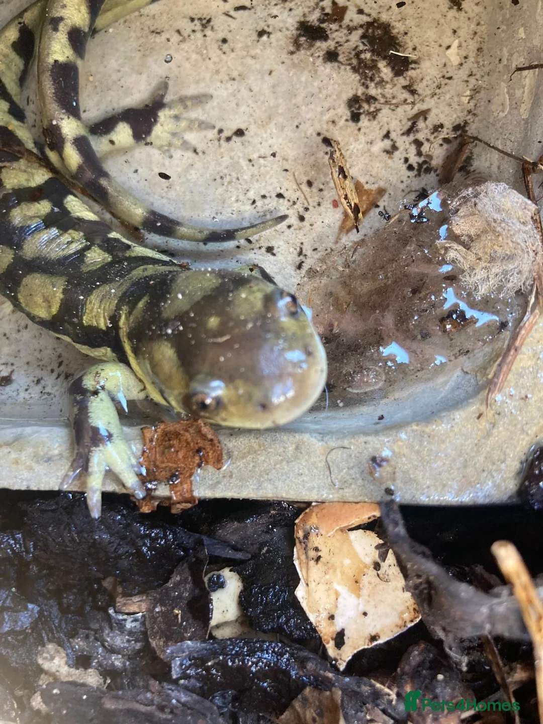 Axolotl reptiles for sale: Salamanders CB April 2025 - Advert 2
