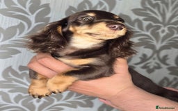 Miniature Dachshund dogs for sale: Dachshunds for sale  - Image 2