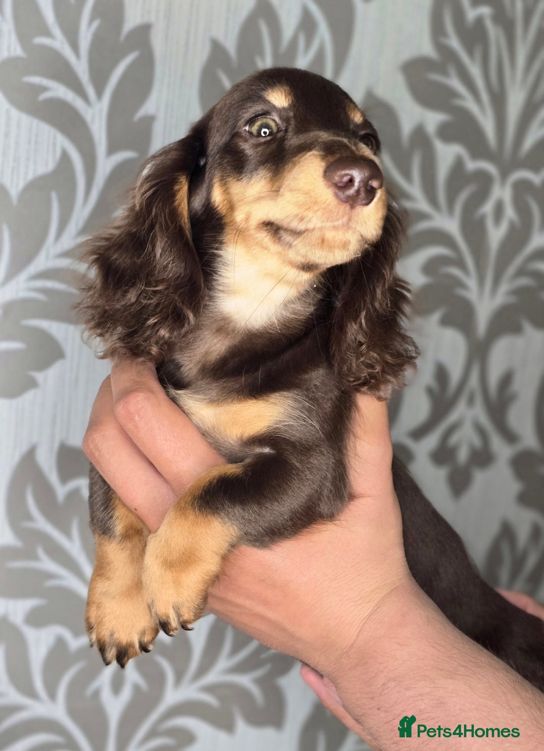 Miniature Dachshund dogs for sale: Dachshunds for sale  - Image 2