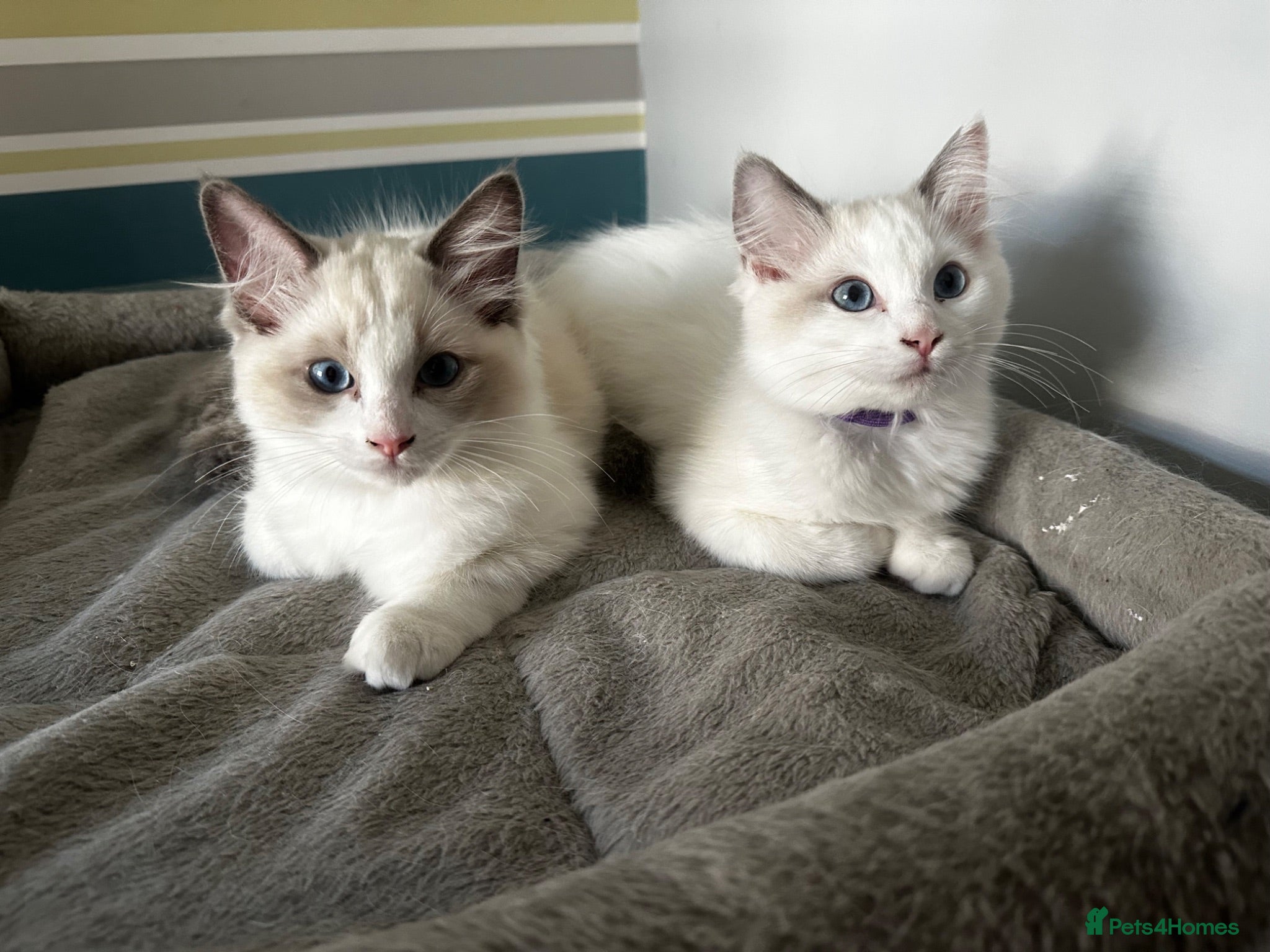 Ragdoll cats Ragdoll kittens 2 beautiful girls ready …… - Advert 17