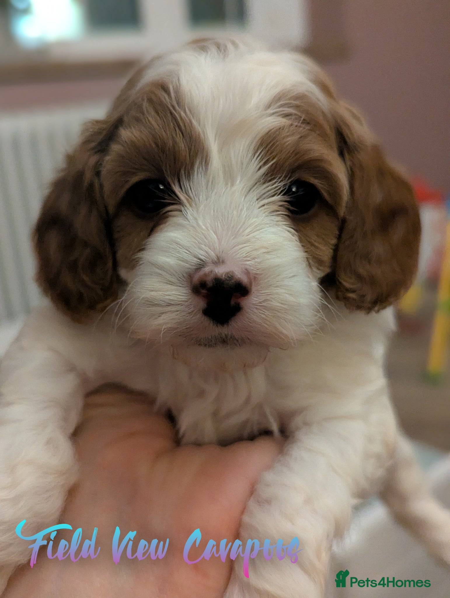 Cavapoo dogs F1 Cavapoo puppies  - Advert 8