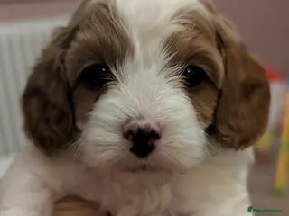 Cavapoo dogs F1 Cavapoo puppies - Advert 8