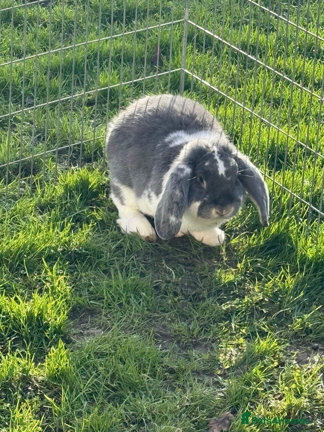 French Lop rabbits for sale: Stunning blue otter butterfly boy  - Advert 4