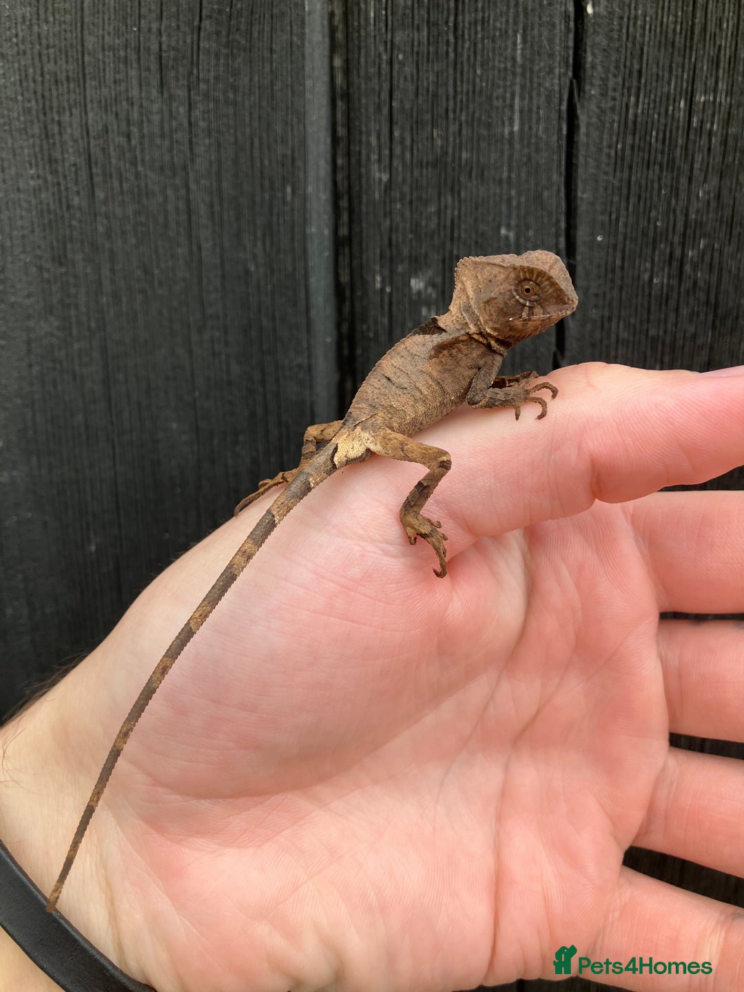 Iguana reptiles for sale: Eastern Casquehead & Hernandezs Helmeted Iguanas in Downham Market - Image 10
