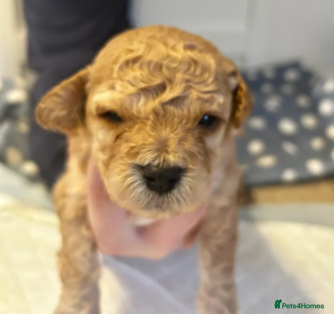 Cavapoochon dogs for sale: Three Cavapoochon Boys left - Advert 5