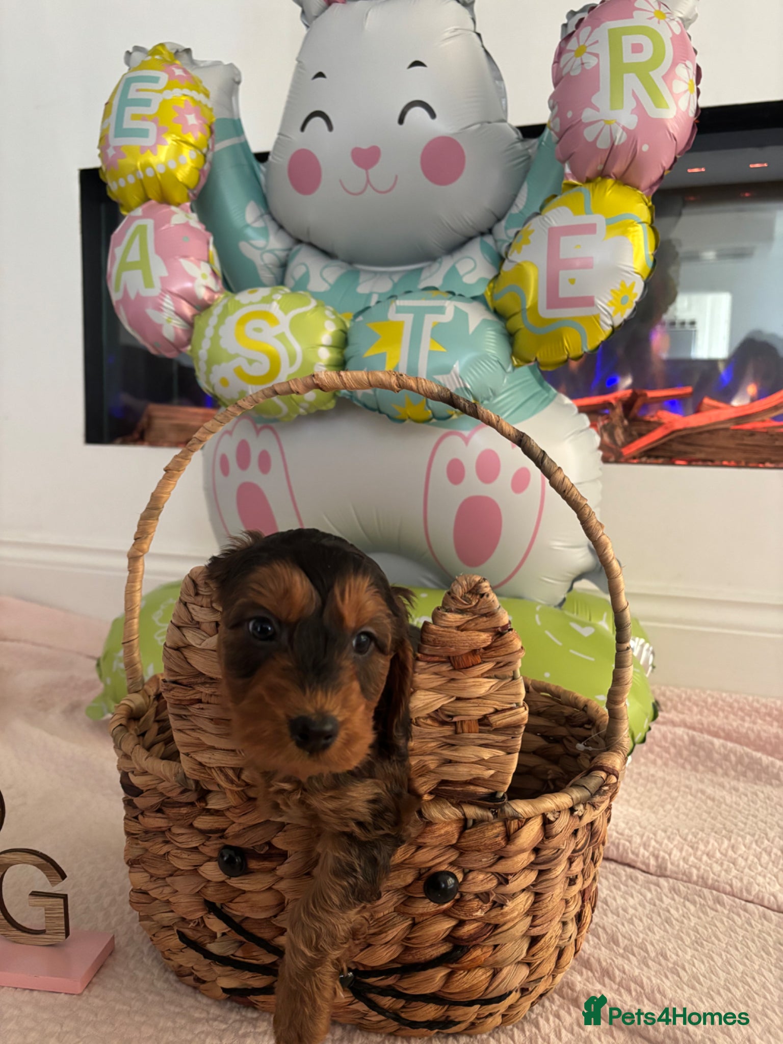 Cockapoo dogs F1 cockapoo puppies(mother show type) - Advert 2