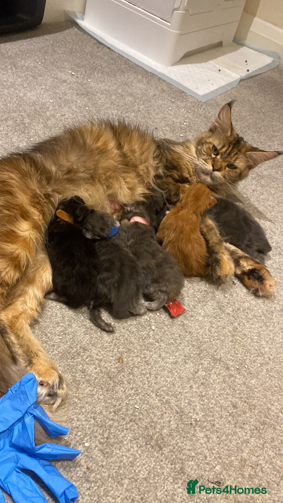 Maine Coon cats 🚨 URGENT: Beautiful Maine Coons for Rehoming Tica - Advert 1