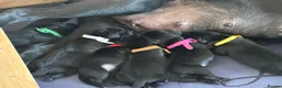 Labrador Retriever dogs for sale: Description  - Advert 3