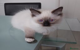 Ragdoll cats for sale: RAGDOLL SEAL POINT BLUE EYES READY NOW! - Image 5