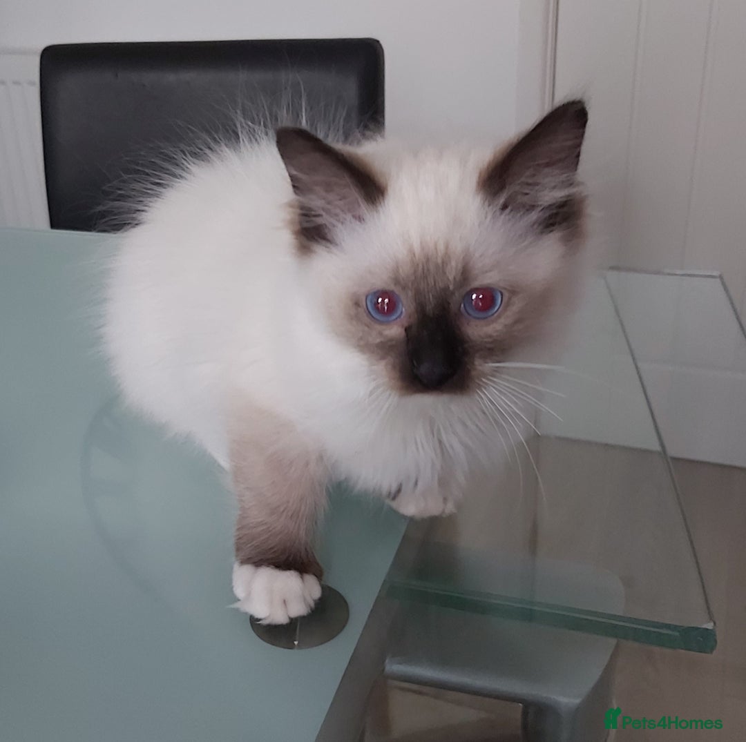 Ragdoll cats for sale: RAGDOLL SEAL POINT BLUE EYES READY NOW! - Image 5
