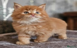 Maine Coon cats for sale: Champion Line Maine Coons –Rare, Fluffy, Gorgeous! - Image 9