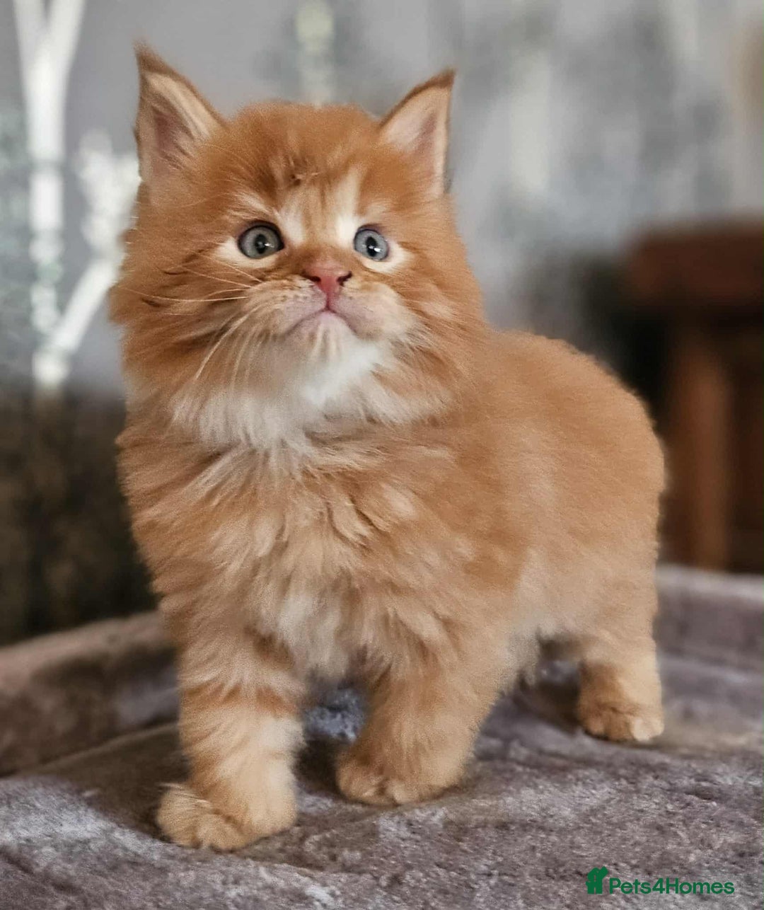 Maine Coon cats for sale: Champion Line Maine Coons –Rare, Fluffy, Gorgeous! - Image 9