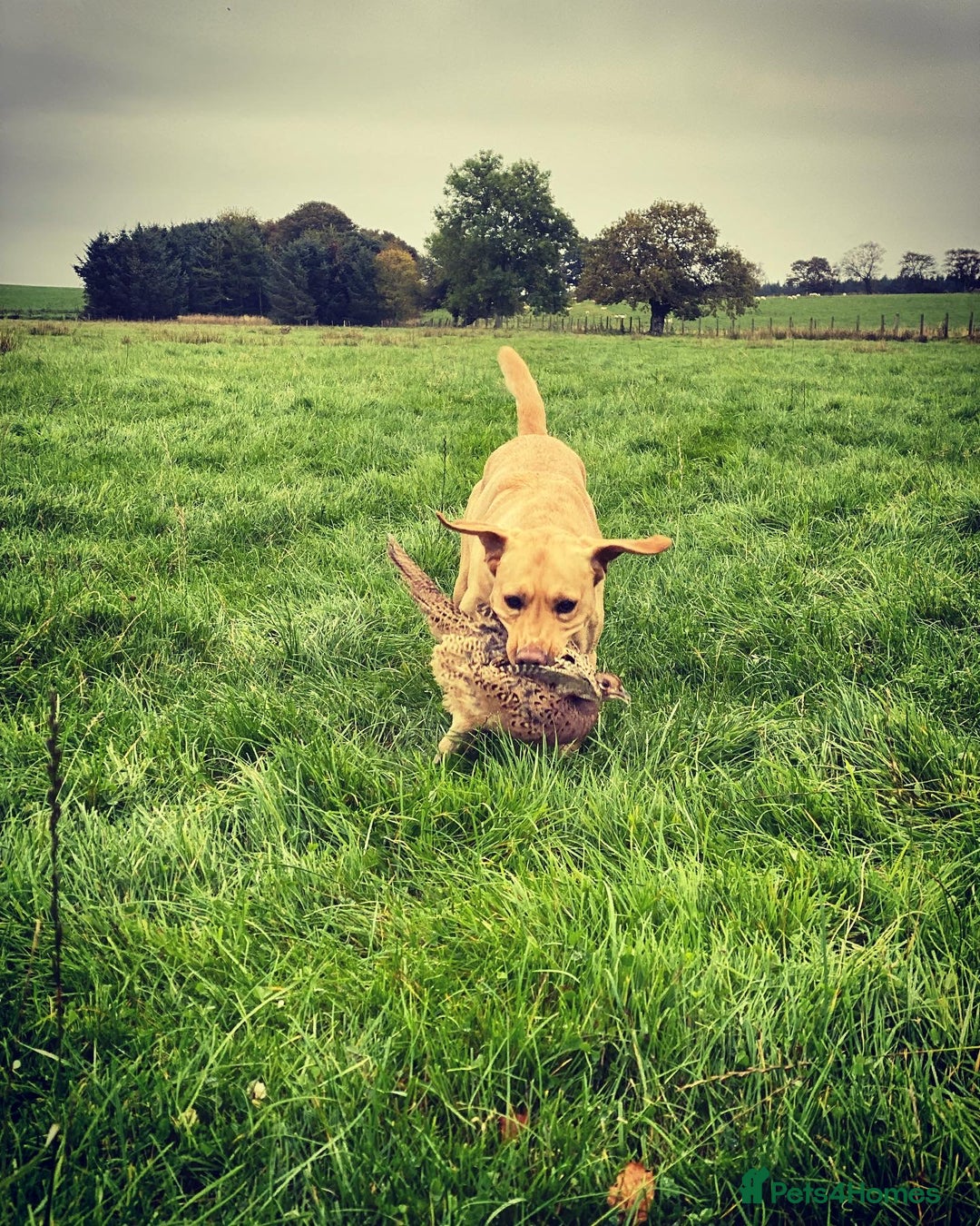 Labrador Retriever dogs for stud: WORKING LABRADOR STUD DOG - Advert 14