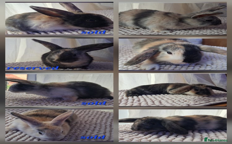 Mixed Breed rabbits - Advert 4