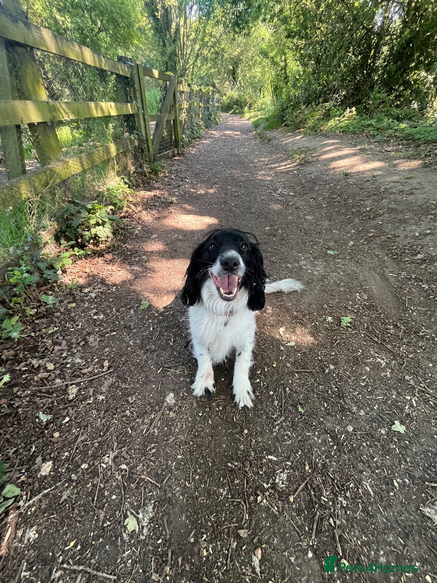 Mixed Breed dogs Male neutered sprocker cross to be rehomed - Advert 4