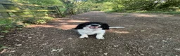 Mixed Breed dogs for sale: Male neutered sprocker cross to be rehomed - Advert 1