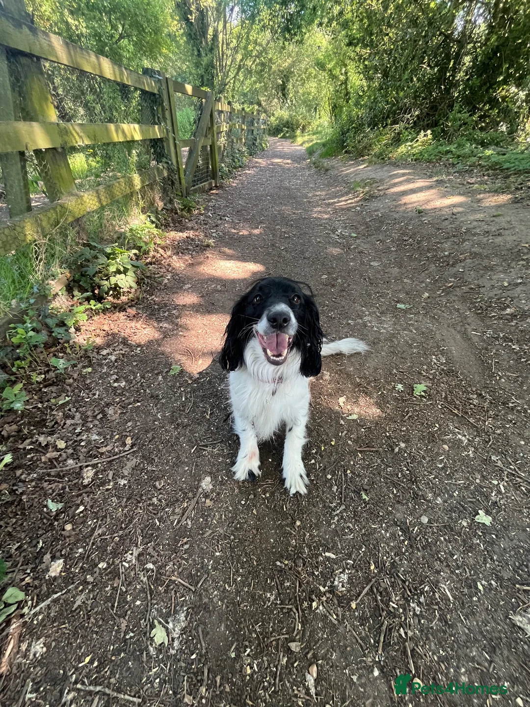 Mixed Breed dogs for sale: Male neutered sprocker cross to be rehomed - Advert 1