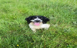 English Springer Spaniel dogs for sale: Speckled mixed colour ESS pups,TESTED PARENTS - Image 22